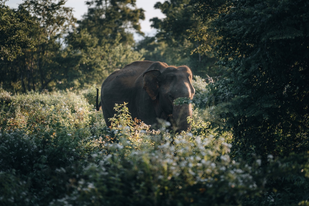 Groß (wild-sri-lankan-elephant-during-safari-game-drive-2023-11-27-05-16-25-utc).webp