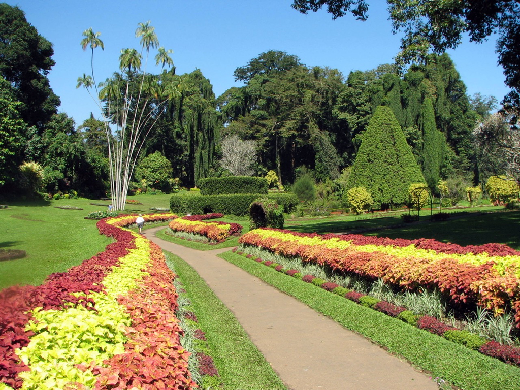 Groß (Botanical_Garden_of_Peradeniya_03).webp