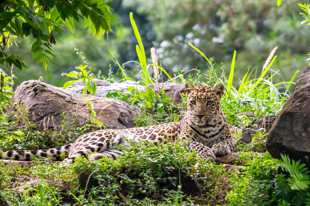 Yala-Nationalpark – Safari-Erlebnis in Sri Lanka 