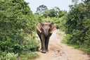 Udawalawe National Park Safari mit Jeep, Fahrer und Eintritt