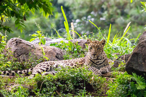 Yala-Nationalpark – Safari-Erlebnis in Sri Lanka 