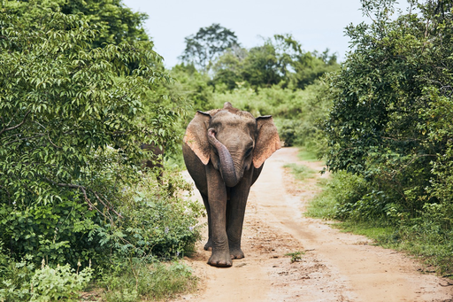 Udawalawe National Park Safari mit Jeep, Fahrer und Eintritt